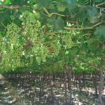 SATI – Table Grapes – Crop Estimate 2017-18 season