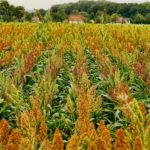 sorghum-field-biofuel-schoaze-pixabay