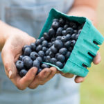 Blueberries