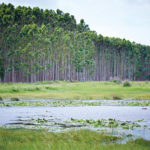 Mondi Forest Wetlands