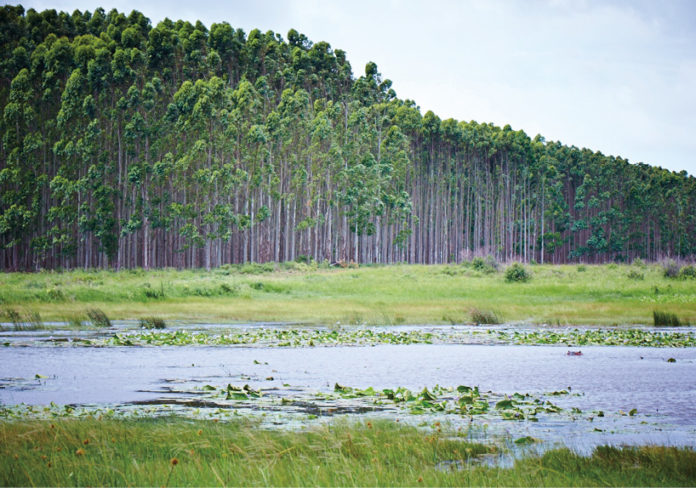 Mondi Forest Wetlands