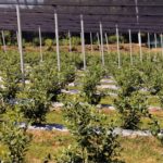 Limpopo Agriculture Sector Overview 2019-20