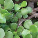 Spekboom leaves – Wikipedia