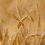 Agriculture – Farming – Wheat