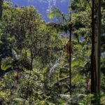 Tropical Forest – Vegetation – Green
