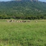 Balele Game Park 17