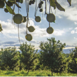 Likweti_Bushveld_Farm_Estate