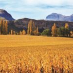 Free State Investment Prospectus – Agriculture and Agro-processing
