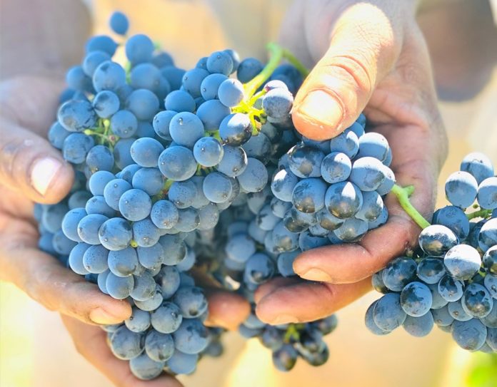 SA Wine Harvest 2021