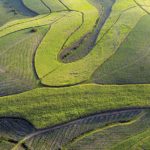 Sugarcane fields KwaZulu-Natal – Enterprise iLembe