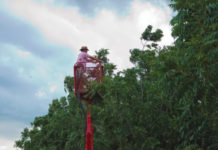 Tending pecan nut trees.