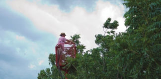 Tending pecan nut trees.