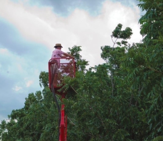 Tending pecan nut trees.