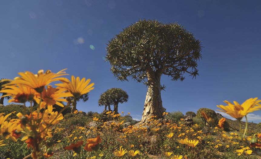 Northern Cape Tourism - Quiver Tree and Namakwa Flowers - Iconic