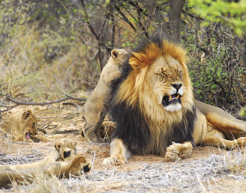 Northern Cape Tourism - Black-Maned Lion and cubs