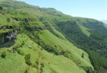 Sappi’s Clairmont Mountain Nature Reserve is home to 10 red-data species