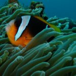 Opportunity_108_-_Article_35004_-_DSCF3777_(2)_clown_fish