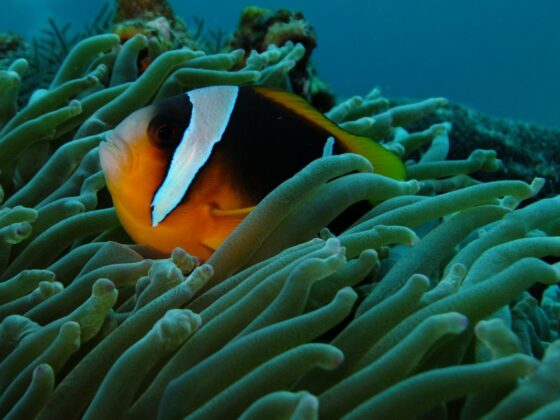 A Clown fish, iSimangaliso MPA.