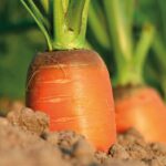 SA Agriculture Sector – Carrots – Service Issue 86