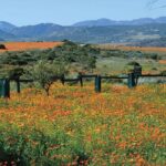 Namaqua National Park Skilpad